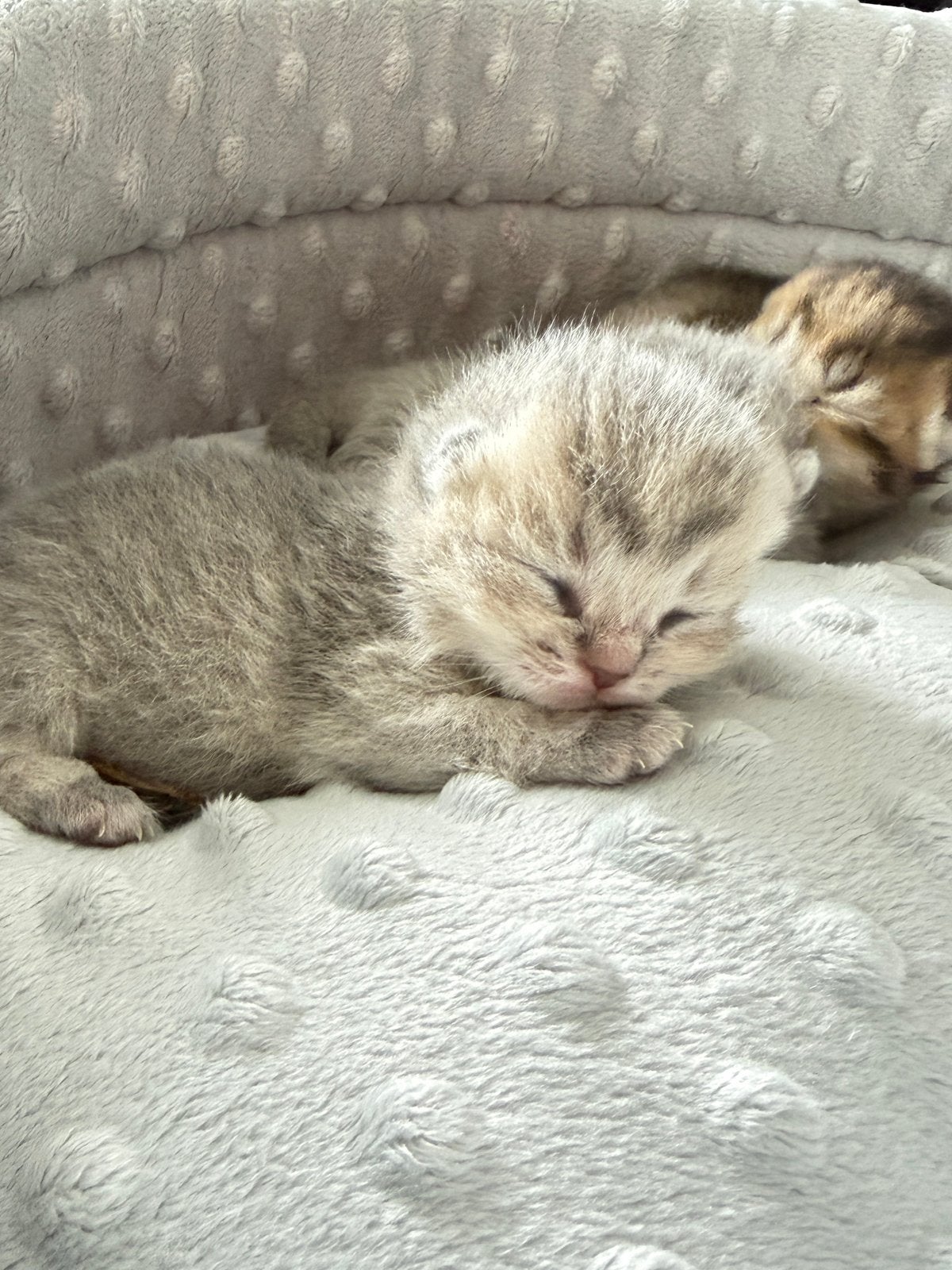 Prachtige Brits korthaar kittens, Dieren en Toebehoren, Katten en Kittens | Raskatten | Korthaar, Meerdere dieren, Gechipt, 0 tot 2 jaar