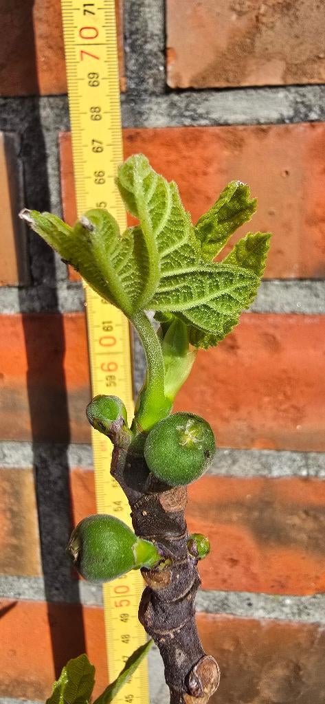 Figuier 'BROWN TURKEY' Ficus Carica 1v8, Jardin & Terrasse, Figuier, En pot, Plein soleil, Enlèvement