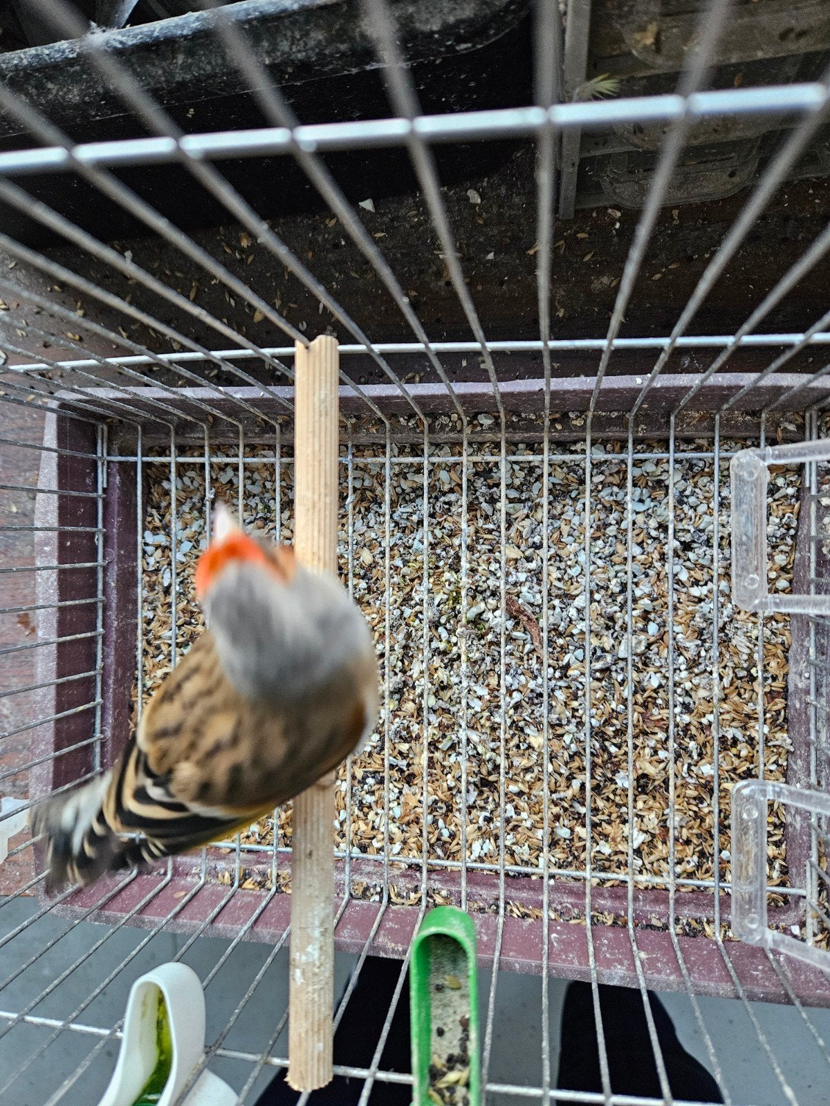Métiss de chardo, Animaux & Accessoires