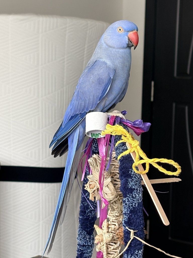 Perruche à collier apprivoisée, Animaux & Accessoires, Femelle, Perruche, Parleur