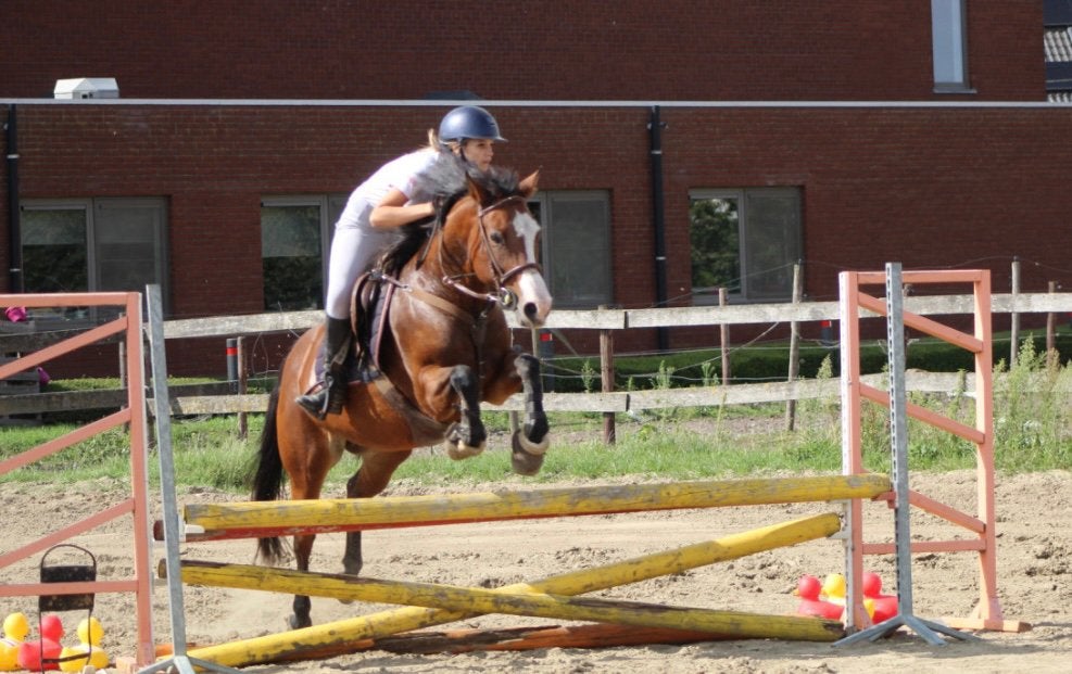 Super brave D pony, Dieren en Toebehoren, Merrie