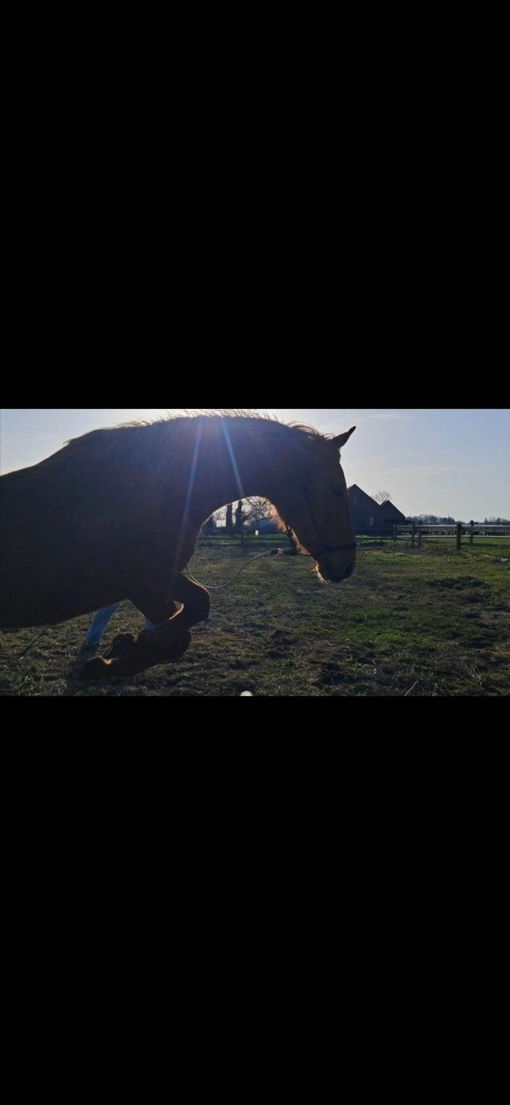 3 jarige BWP merrie dringend!!!, Dieren en Toebehoren, Paarden, Merrie, Springpaard, Minder dan 160 cm, 3 tot 6 jaar