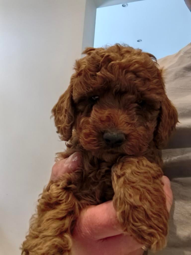 Poedel puppy abrikoos met stamboom - dwergpoedel, Poedel, België, Particulier, 8 tot 15 weken