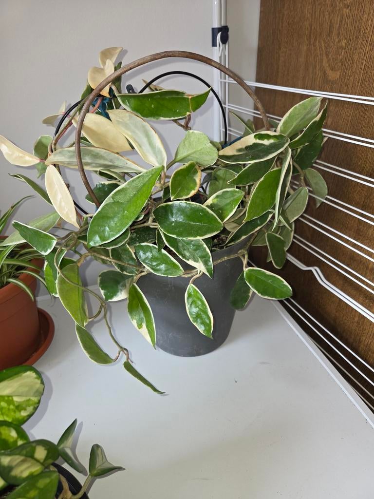 Hoya, Maison & Meubles, Plantes d'intérieur, Envoi