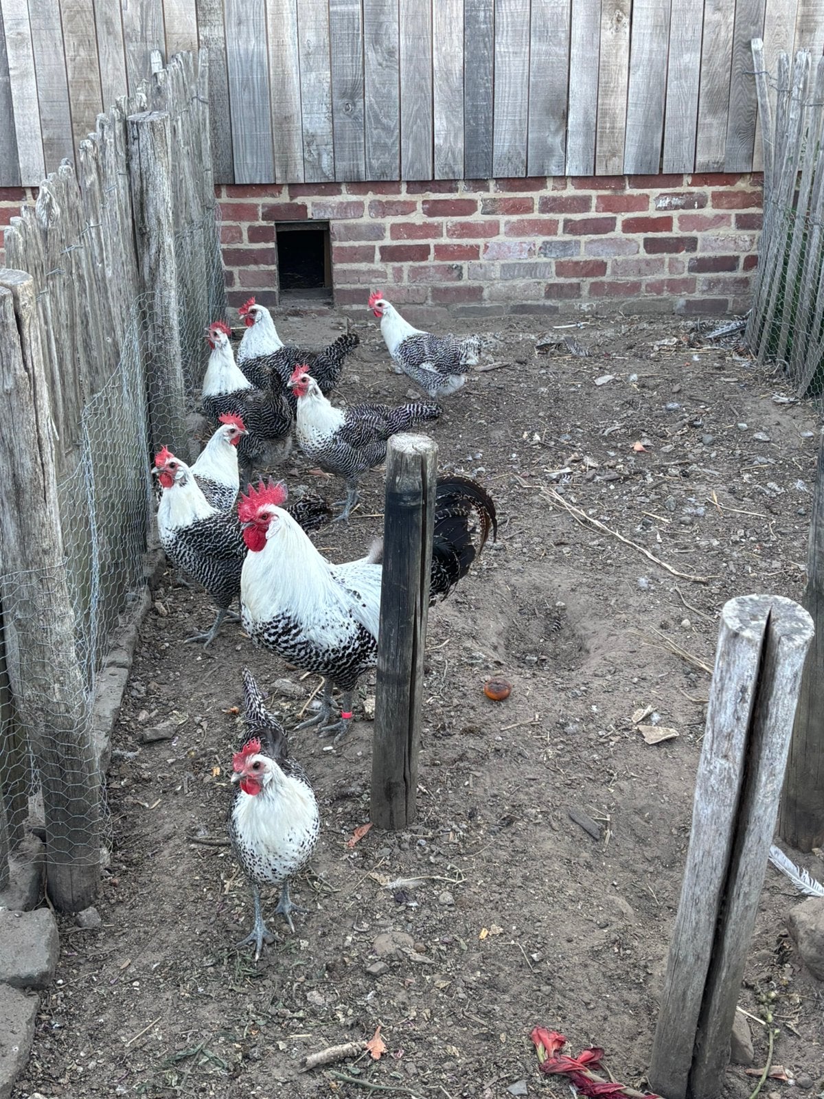Zilverbrakel kippen, Plusieurs animaux, Poule ou poulet