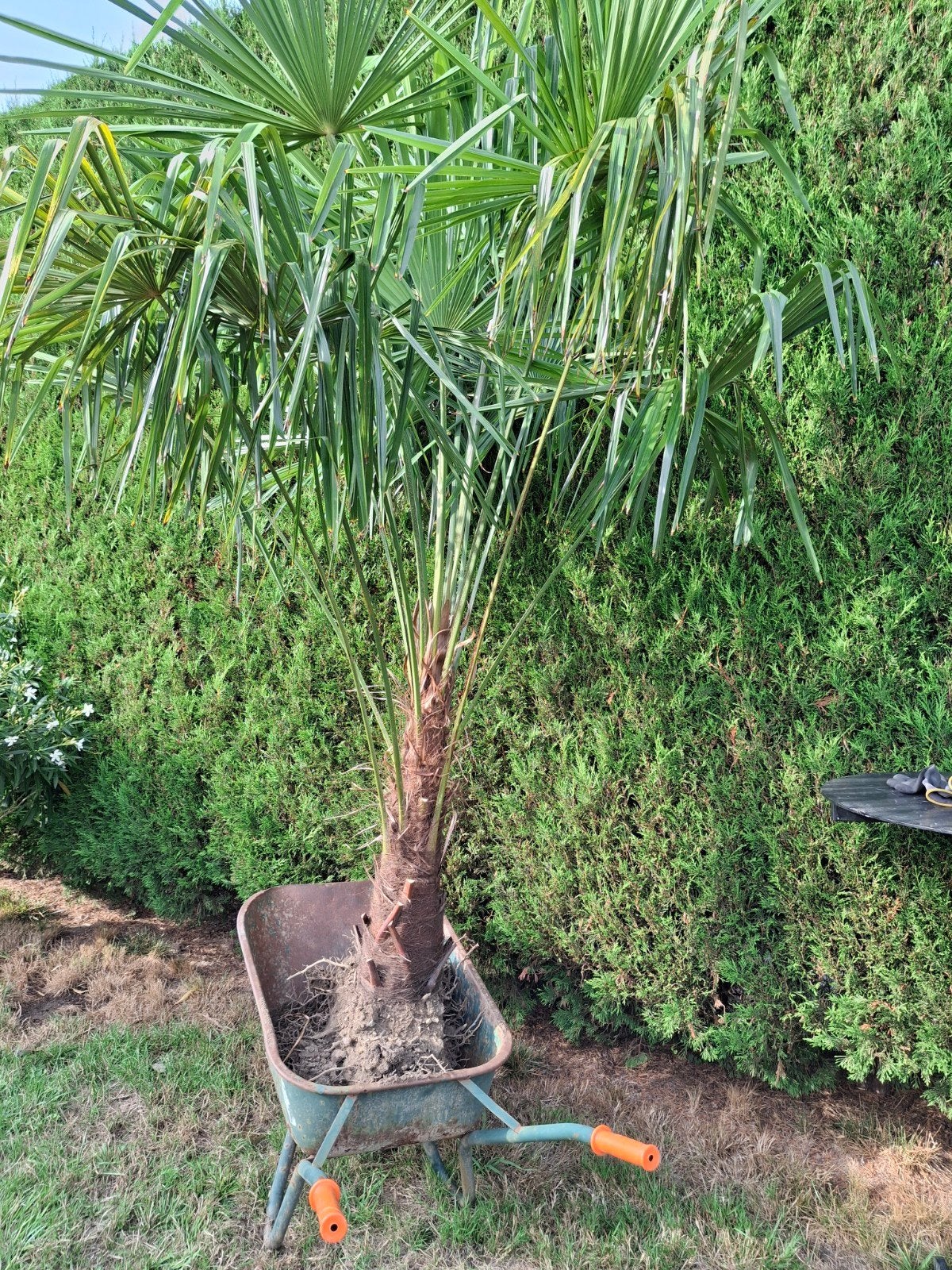 wintervaste palmboom Trachycarpus fortunei, Ophalen, Palmboom