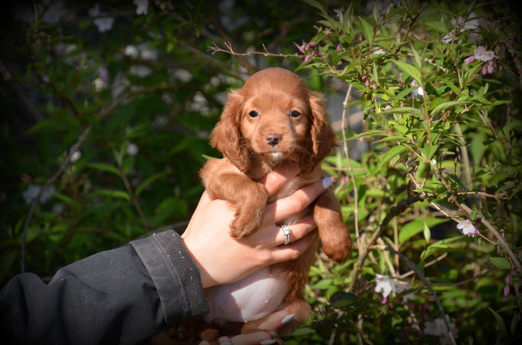 Cockapoo pups, Dieren en Toebehoren, België, 15 weken tot 1 jaar, Overige rassen, CDV (hondenziekte)