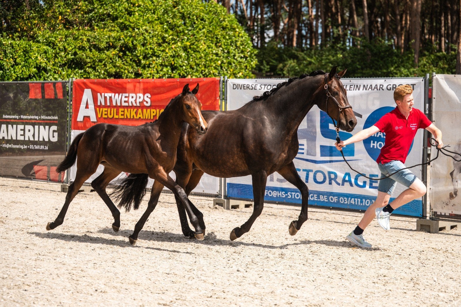 veelbelovend merrieveulen dressuur, Dieren en Toebehoren, Paarden, Merrie, Met stamboom, Dressuurpaard, 0 tot 2 jaar