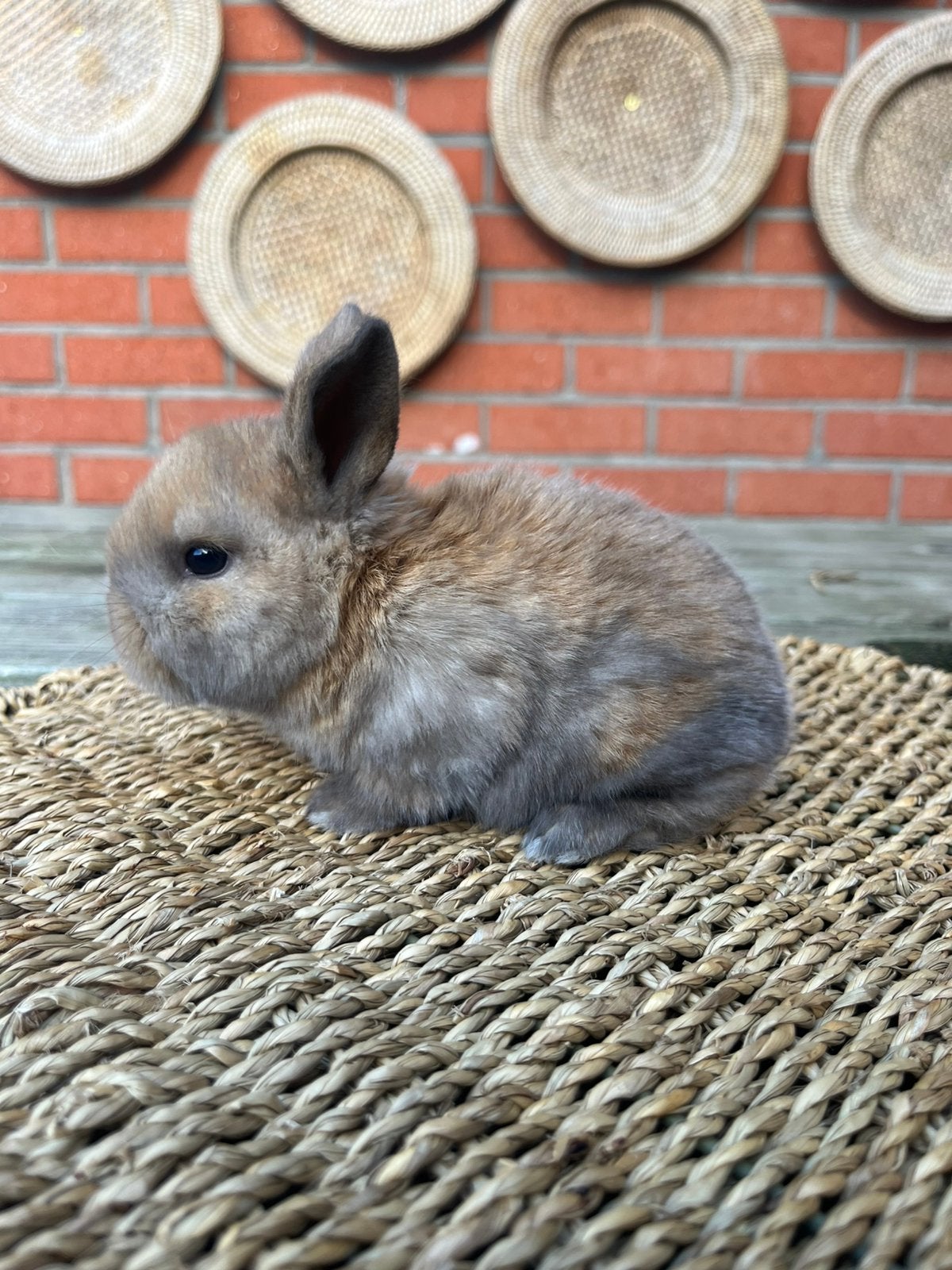 Minilop x nhd, Dieren en Toebehoren, Mannelijk, Klein, Hangoor, 0 tot 2 jaar