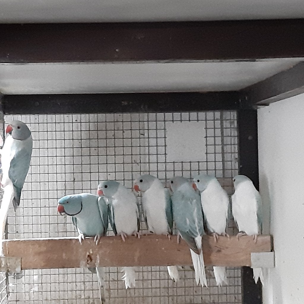 HALSBAND PARKIETEN, Meerdere dieren, Parkiet, Geringd
