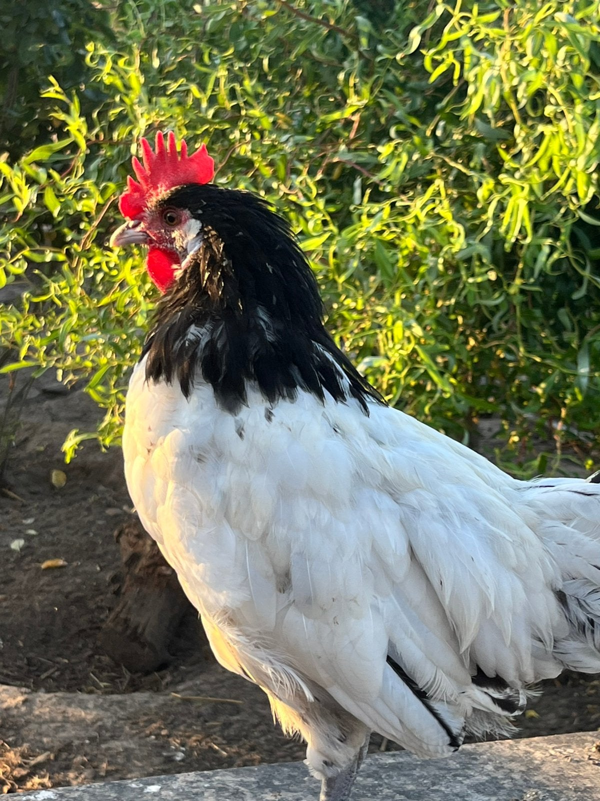 Rasruivere lakenvelder haan, Dieren en Toebehoren