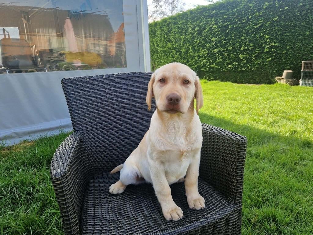 labrador  pups  beige, Dieren en Toebehoren, Honden | Retrievers, Spaniëls en Waterhonden, België, 15 weken tot 1 jaar, Reu, Labrador retriever