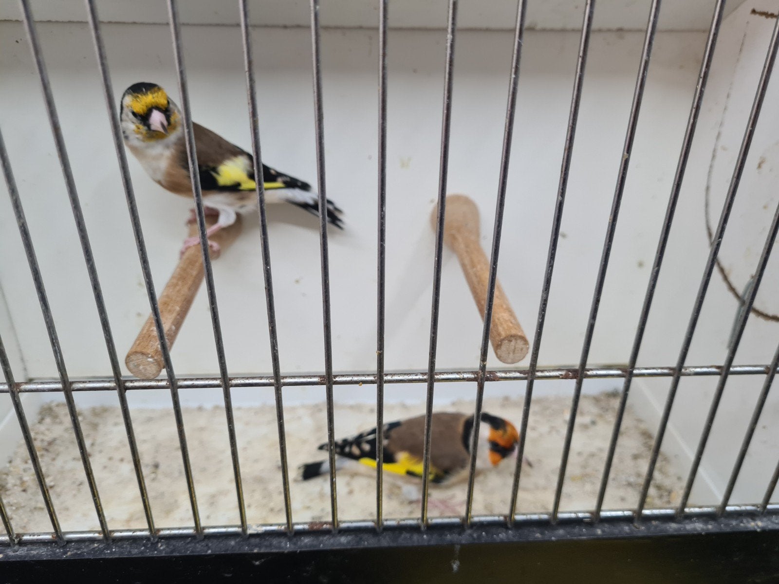 chardonneret, Animaux & Accessoires