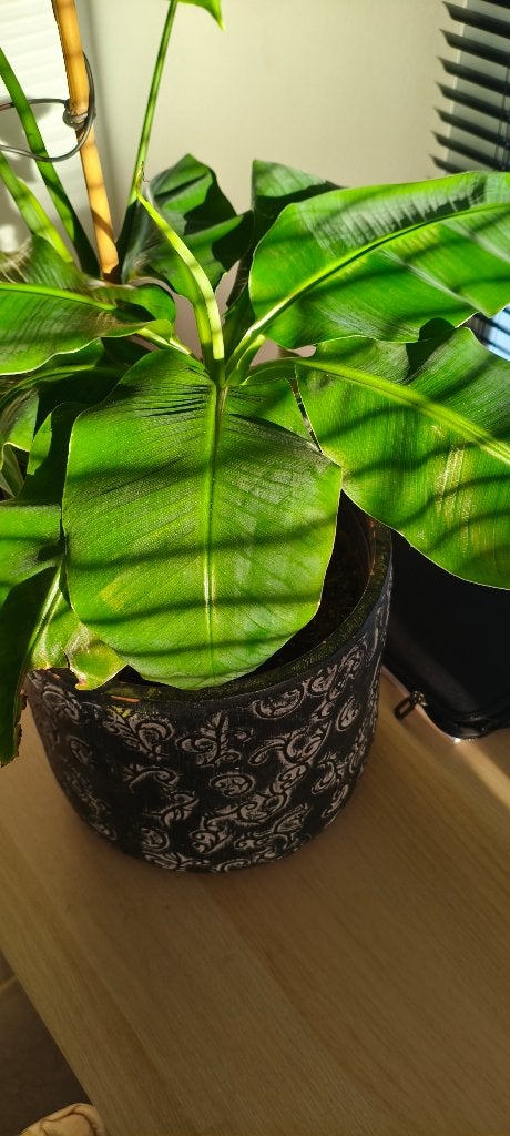 Bananenplant, Ophalen, 100 tot 150 cm, Overige soorten, In pot