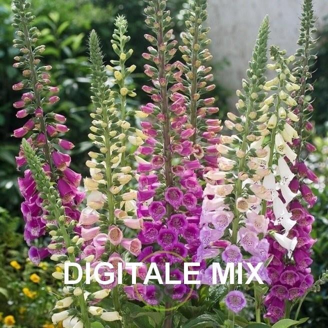 AV.DIVERSES SEMENCES DE FLEURS PAR  D. E. F., Tuin en Terras, Ophalen of Verzenden