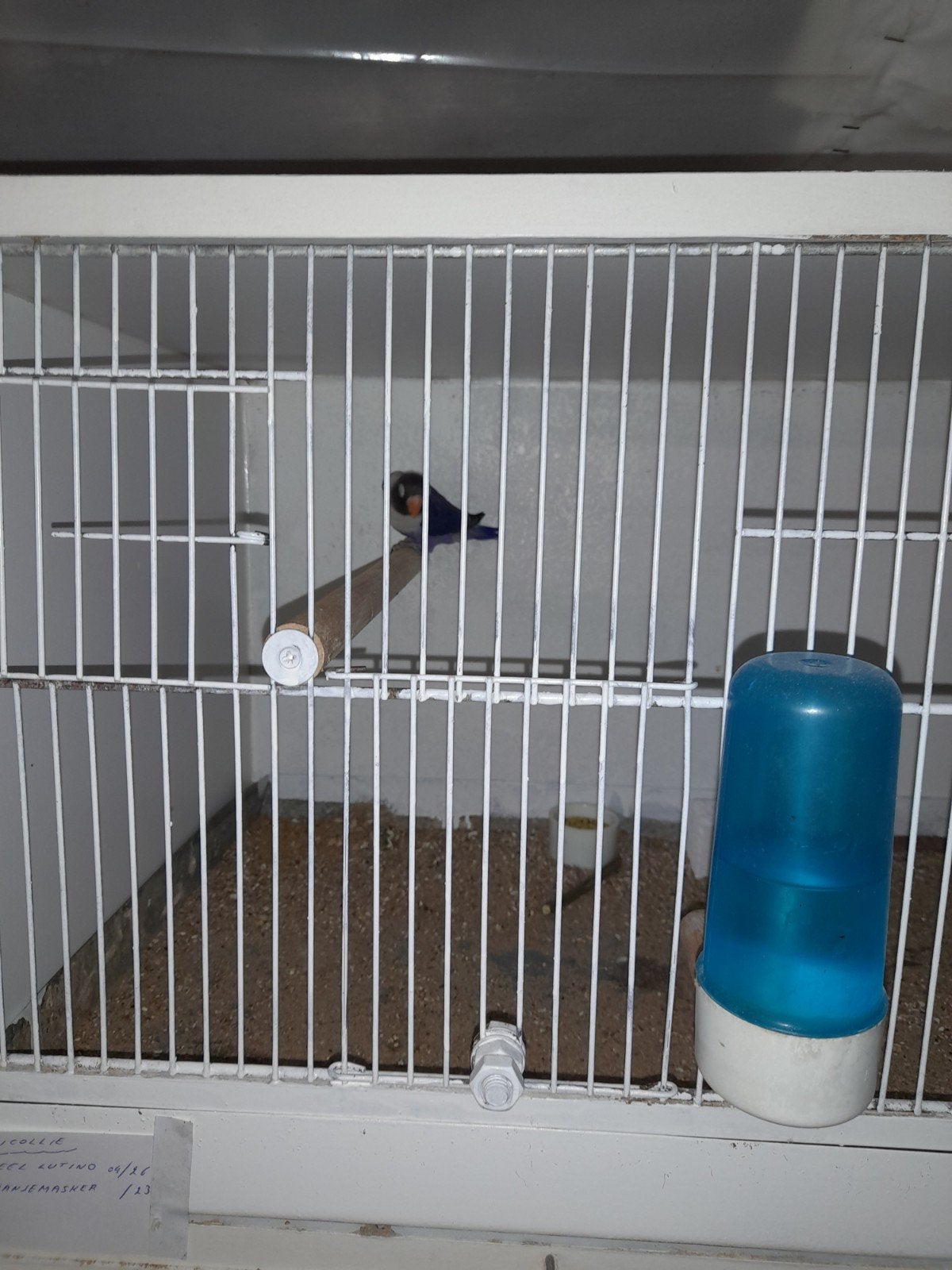 Agapornis personata., Animaux & Accessoires