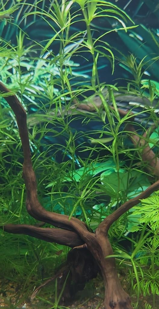 Plante d aquarium Najas guadalupensis ( herbe a guppy ), Enlèvement