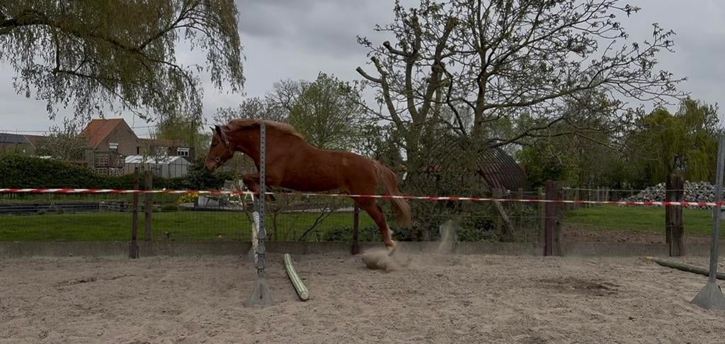 Zeer brave ruin zoekt vijf sterren, Hongre, Débourré, Poney de récréation, Avec pedigree