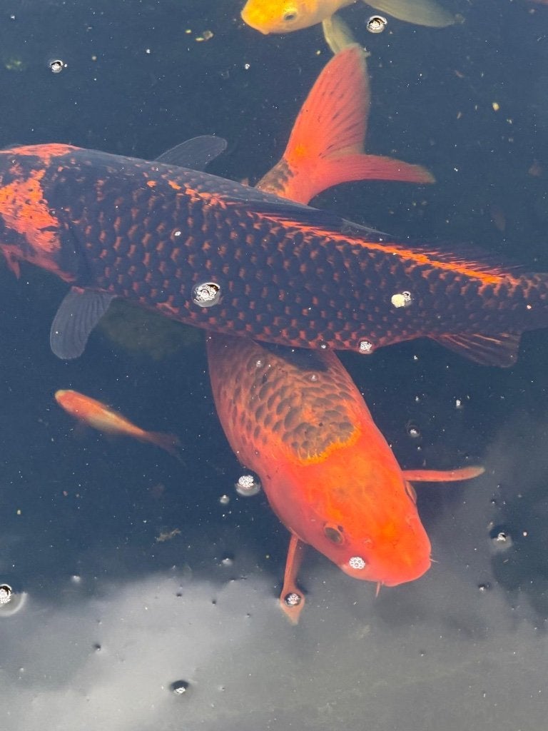 Koi en goudvissen, Dieren en Toebehoren, Vissen | Vijvervissen, Karper of Koi