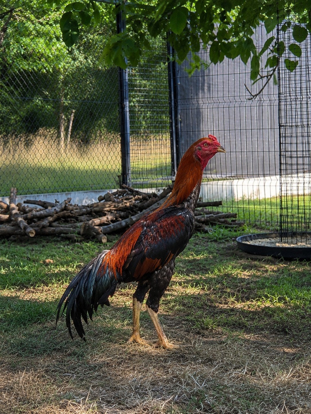 shamo, Dieren en Toebehoren, Pluimvee