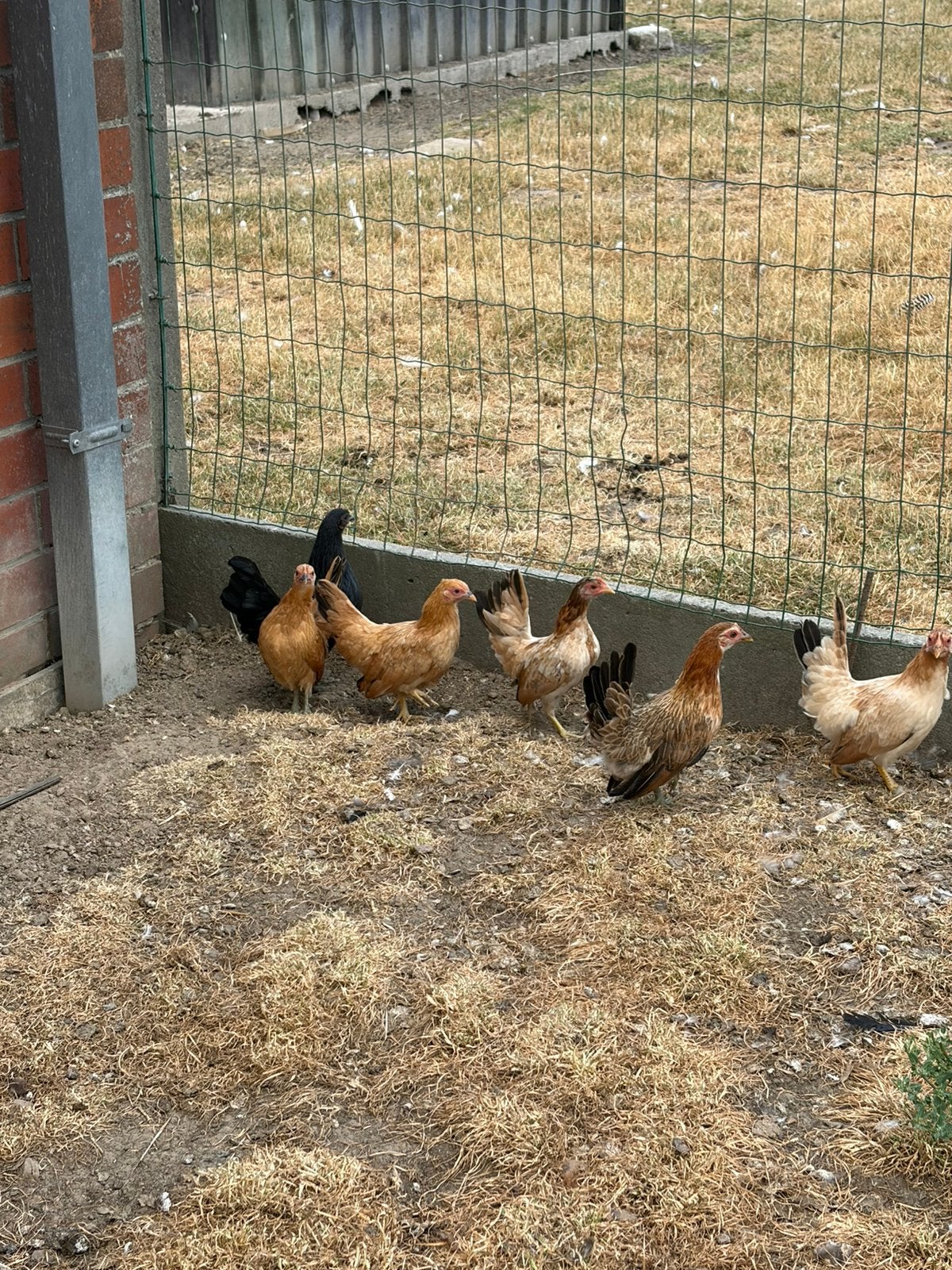 Serema hennetjes, Dieren en Toebehoren, Pluimvee, Vrouwelijk, Kip