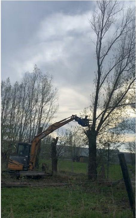 Knippen,knotten, vellen van bomen , snoeien, Ophalen of Verzenden