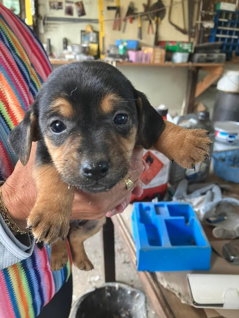 Te koop mooi nestje jack rusel, Dieren en Toebehoren, België, Fokker | Hobbymatig, Jack Russell Terriër, 8 tot 15 weken
