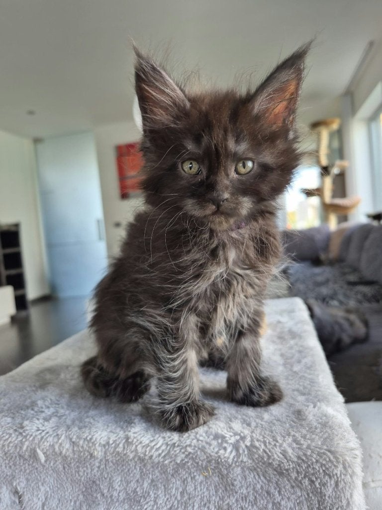 Maine coon kittens met stamboom, Dieren en Toebehoren, Meerdere dieren, Met stamboom, 0 tot 2 jaar