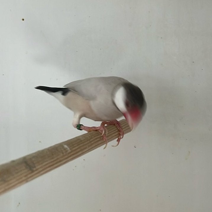 Rijstvogels., Dieren en Toebehoren, Vogels | Overige Vogels, Meerdere dieren, Tropenvogel, Geringd