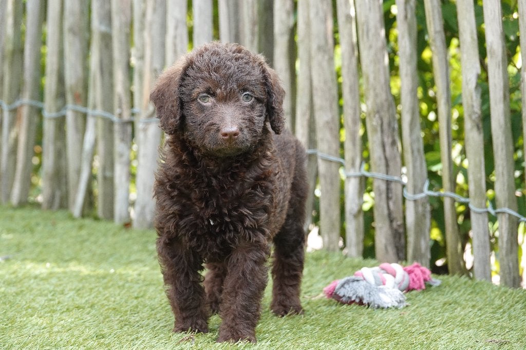 Magnifiques chiots Labradoodle Choco Medium, avec pedigree, Maladie de Carré (chiens), Autres races, Plusieurs, Belgique