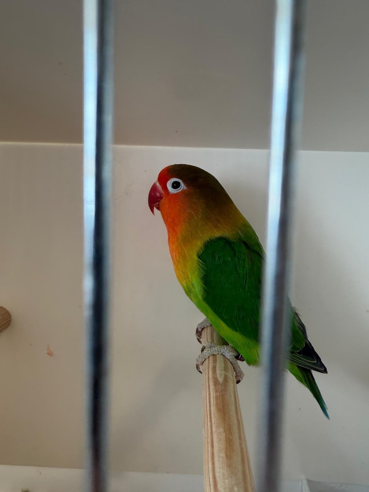A. fischeri man DNA gesext, Dieren en Toebehoren