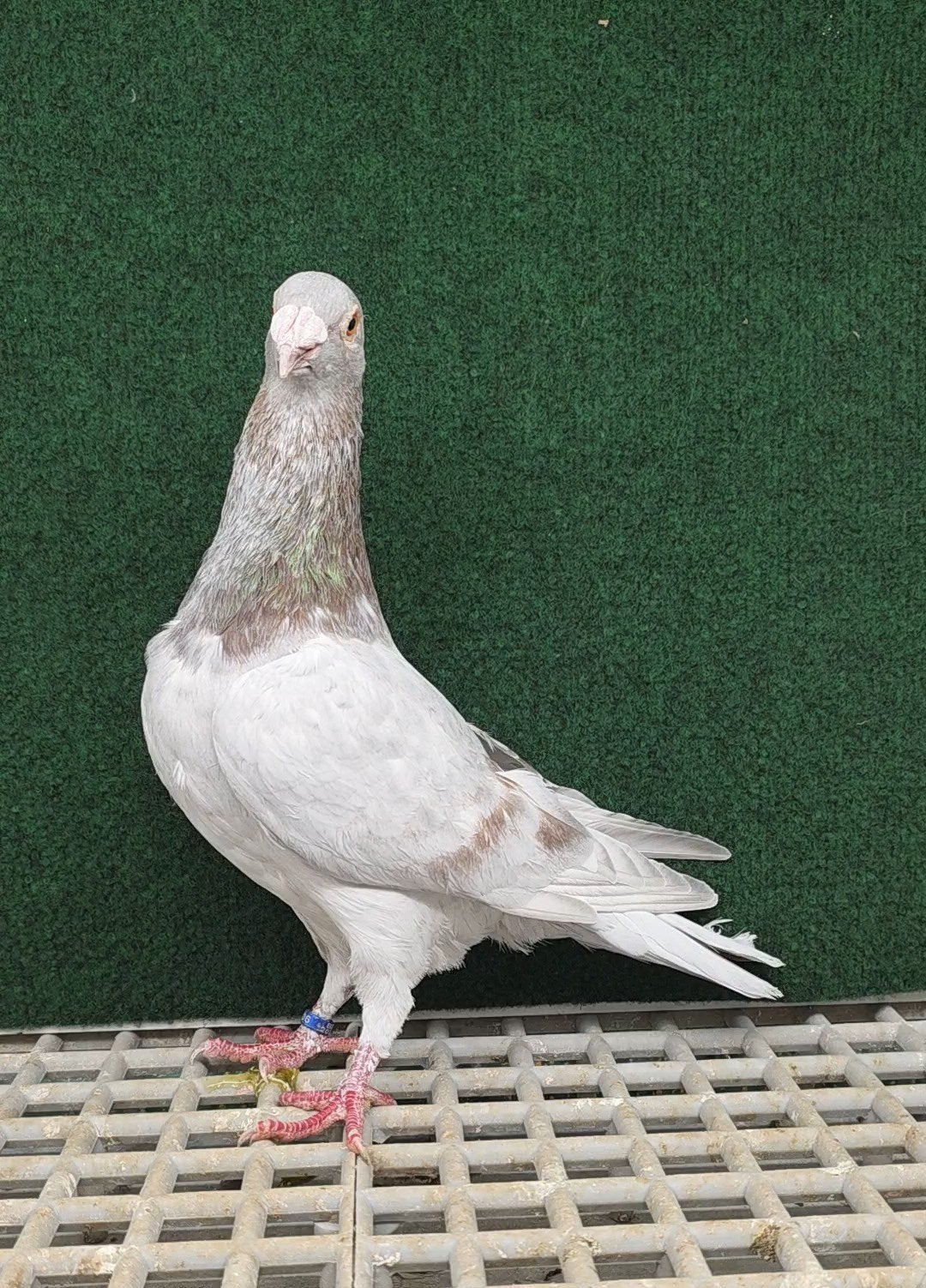 mâle voyageur antiguo, Animaux & Accessoires