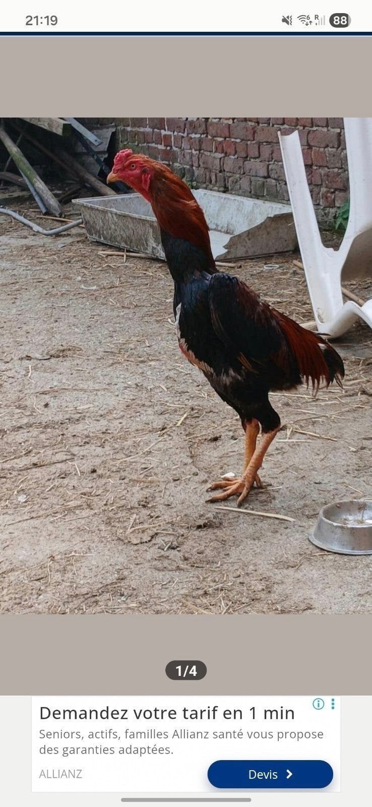 Un soupçon turc, Animaux & Accessoires, Volatiles