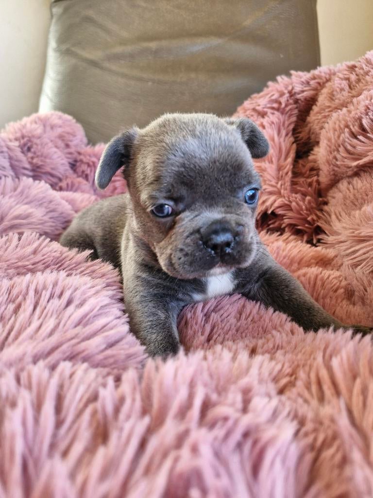 Chiots bouledogue français, 8 à 15 semaines, Bouledogue, Plusieurs, Éleveur | Loisir