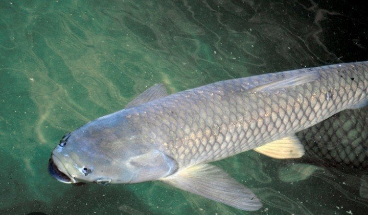 zoek enkele graskarpers, Dieren en Toebehoren, Karper of Koi