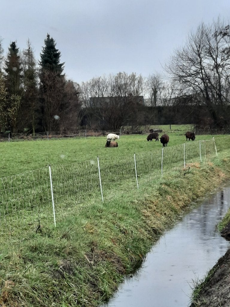 mooi gelegen weide landbouwgrond uit de hand te koop, Weidegang, 2 of 3 paarden of pony's