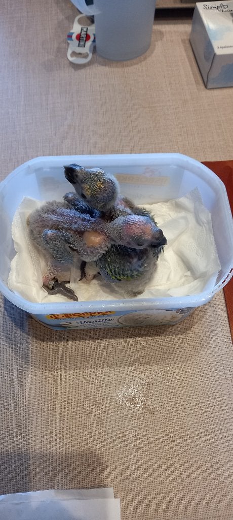 jonge blauwvoorhoofd amazones, Dieren en Toebehoren, Geslacht onbekend, Papegaai, Geringd