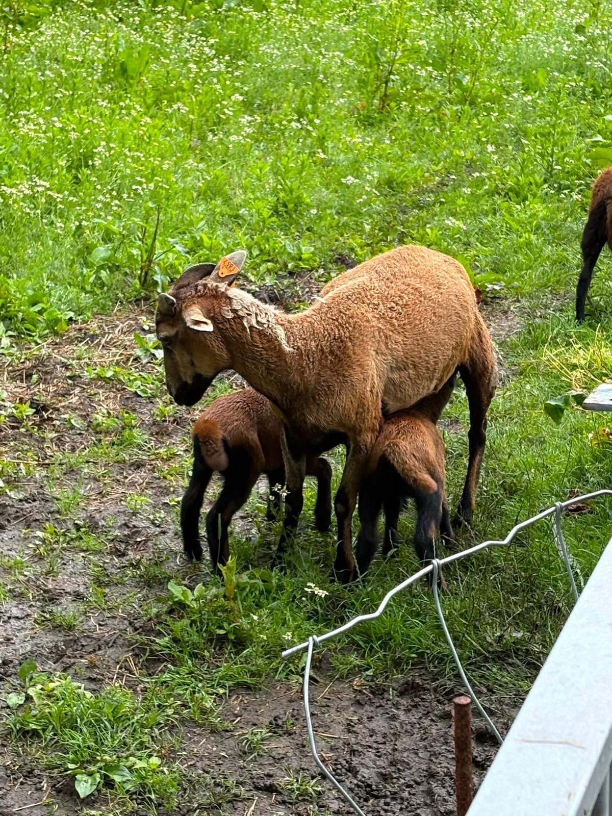Schapen + lammeren te koop, Animaux & Accessoires, Moutons, Chèvres & Cochons, Plusieurs animaux, Mouton