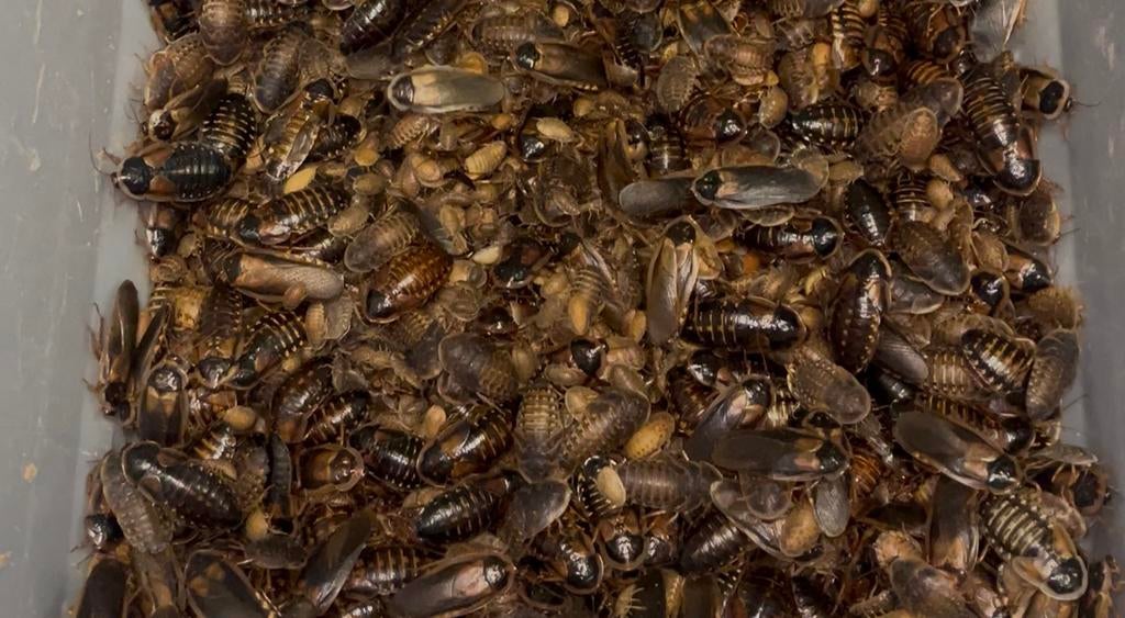 Voedzame Blaptica dubia kakkerlakken in kleine maten, Dieren en Toebehoren, Amfibie