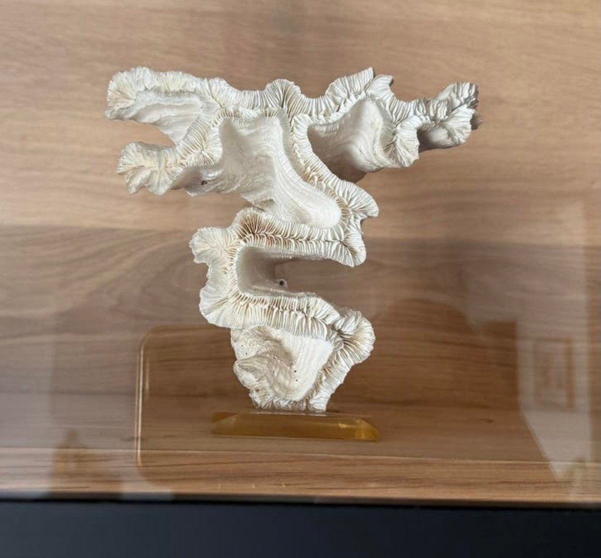 Heel mooi stuk koraal op voetje !, Verzamelen, Mineralen en Fossielen, Ophalen