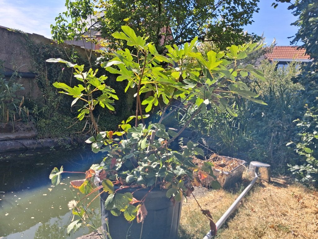 vijgenboom, Jardin & Terrasse, Figuier, En pot, Plein soleil, Moins de 100 cm