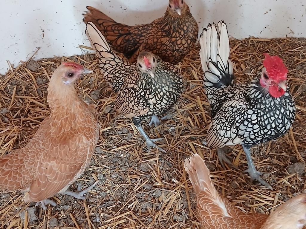 Broedeieren sebright, Sexe inconnu, Poule ou poulet