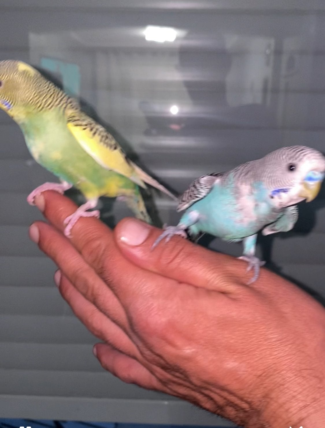 Perruche apprivoiser jeune, Dieren en Toebehoren