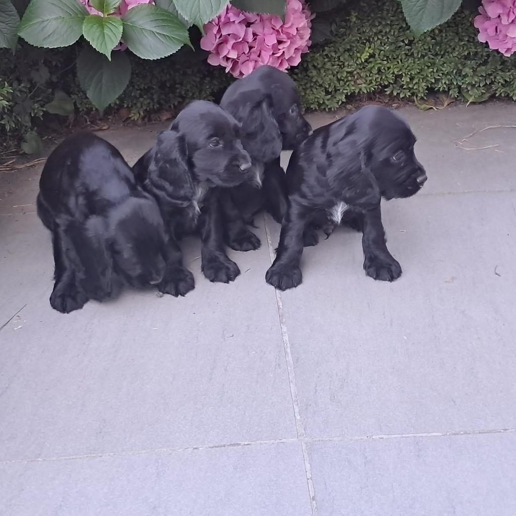 Zwarte Engelse Cocker Spaniël pups, Animaux & Accessoires, Chiens | Retrievers, Épagneuls & Chiens d'eau, Plusieurs animaux, Épagneul