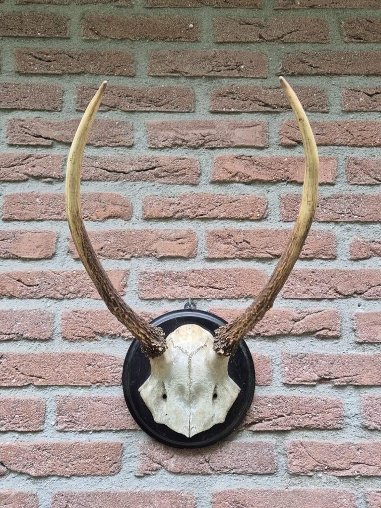 Brocante Edelhert gewei spitser jacht mancave taxidermie d13, Verzamelen, Dierenverzamelingen, Gebruikt, Gewei of Kop, Hert, Ophalen of Verzenden