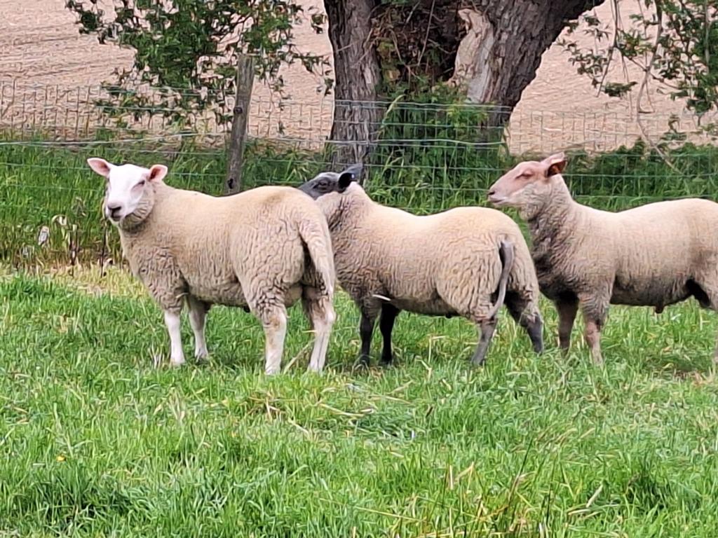 Dekram te koop, Dieren en Toebehoren, Schapen, Geiten en Varkens