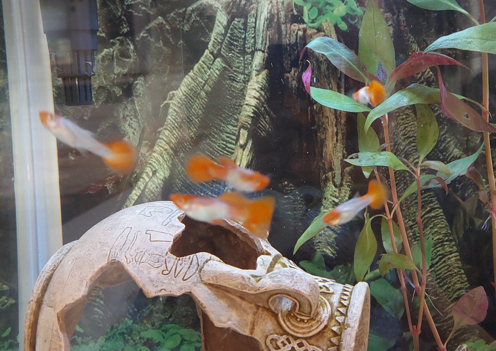 Jonge Guppy's – Snakeskin Red Cap – Poecilia reticulata