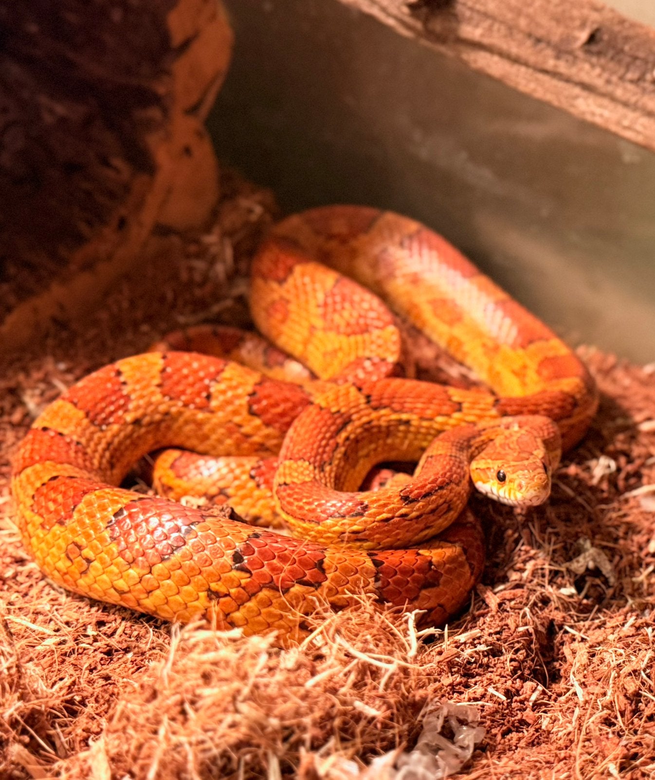 Korenslang wildkleur, Animaux & Accessoires, Reptiles & Amphibiens