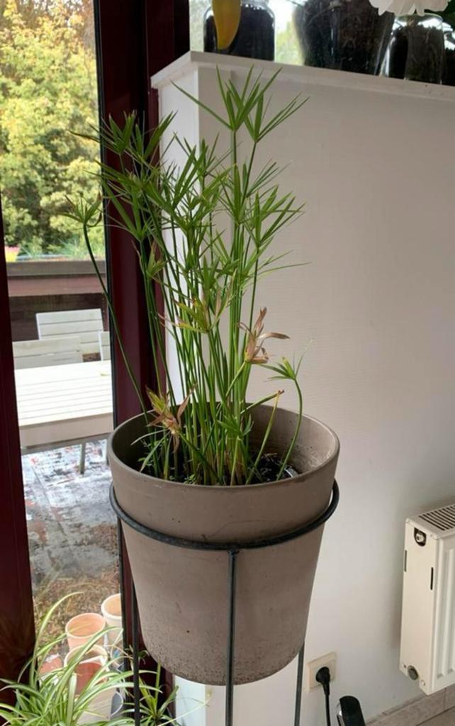Papyrus buiten of binnen ook in vijver zonder pot, Tuin en Terras, Ophalen, Zo goed als nieuw, Binnen