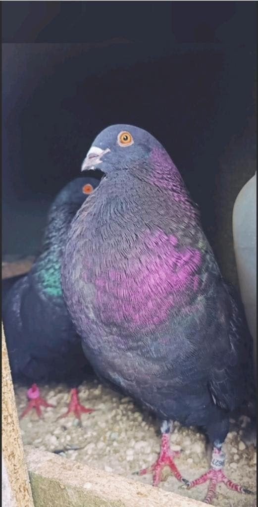 Duif gaditano vuelo, Kropper
